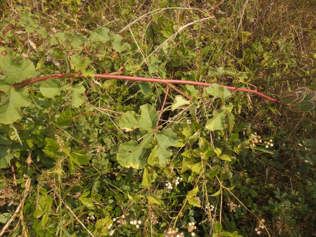 Abelmoschus ficulneus (L.) Wight & Arn.